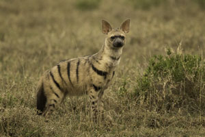 aardwolf